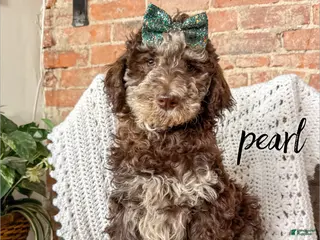 Mixed Breed dogs Pearl - Ad 41