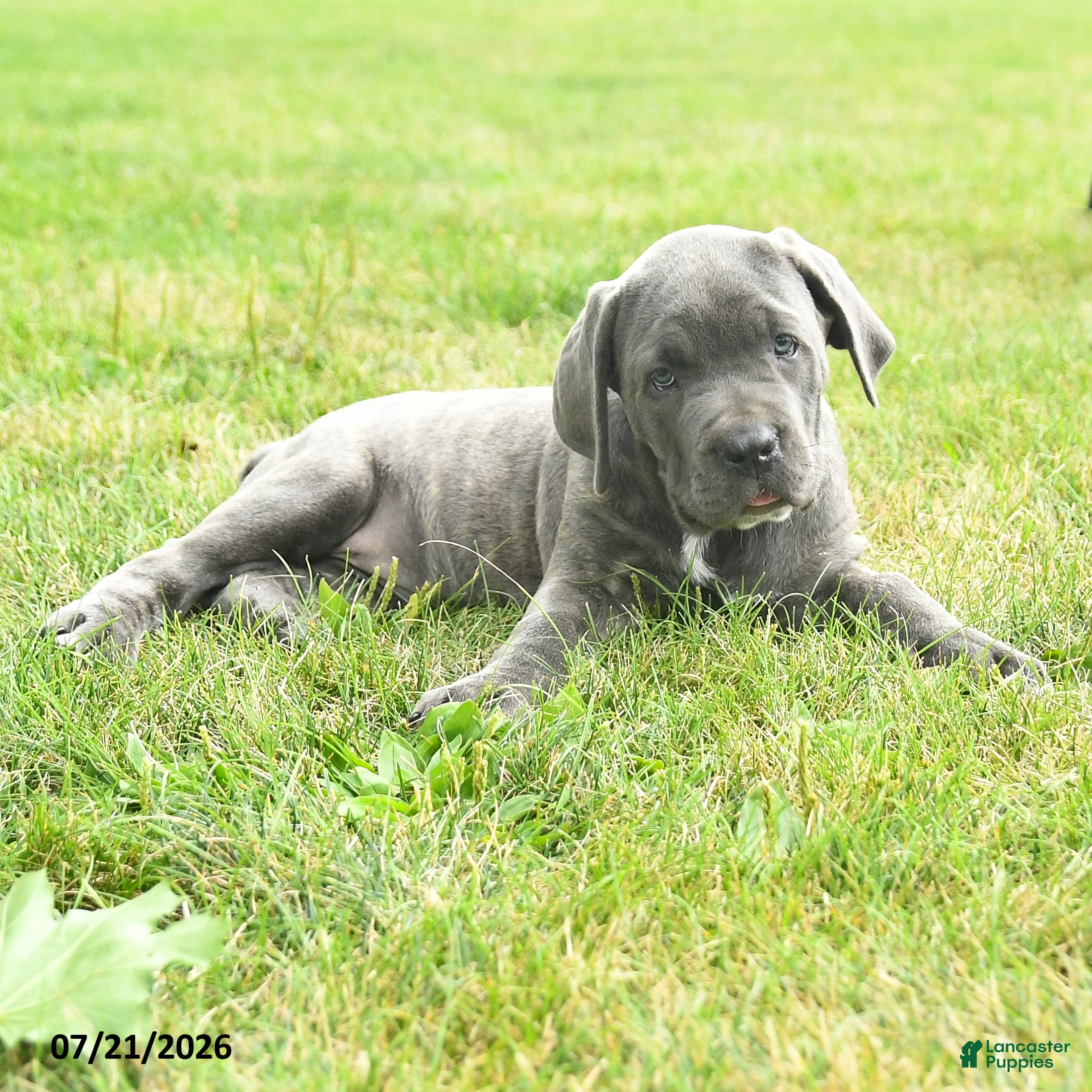 Cane Corso dogs Rubarb - Ad 2