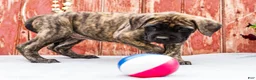English Mastiff dogs for sale: Mackenzie - Ad 8