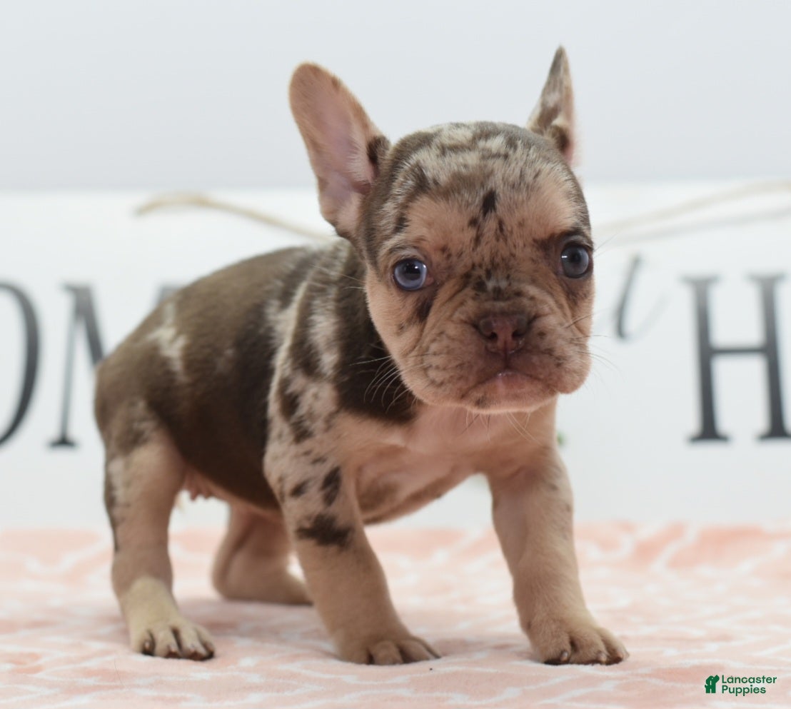 Mixed Breed dogs Pumpkin spice  - Ad 1