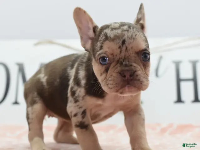 Mixed Breed dogs Pumpkin spice - Ad 1