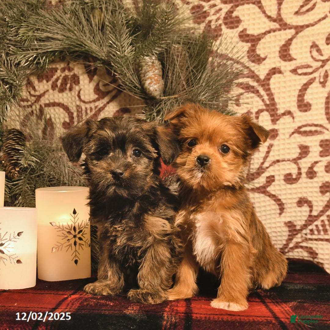 Shorkie dogs for sale: Archer  - Ad 5