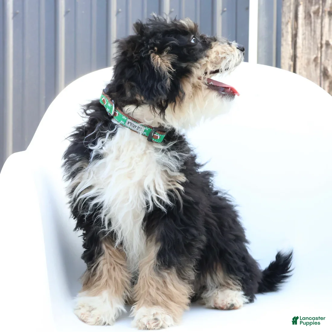 Mini Bernedoodle dogs Han - Ad 2