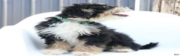 Mini Bernedoodle dogs for sale: Han - Ad 2
