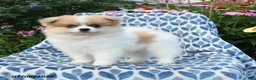 Pomeranian dogs for sale: Mercy - Ad 9