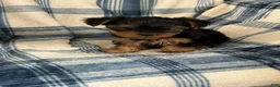 Yorkshire Terrier dogs for sale: Yorkshire STANLEY Boy - Ad 5