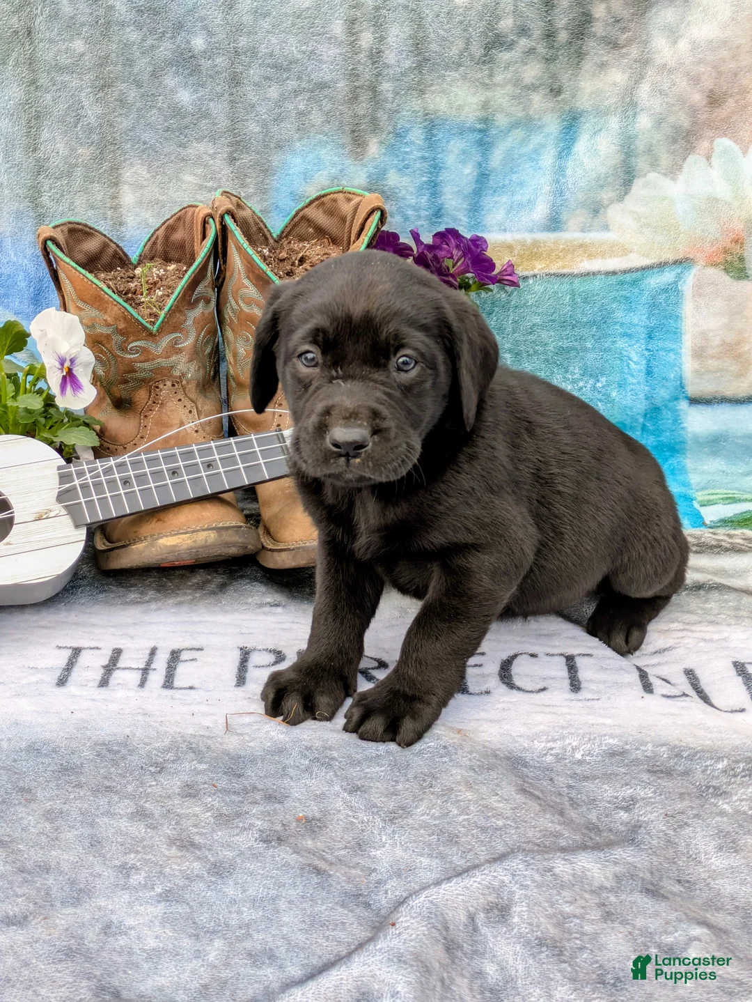 Labrador Retriever dogs for sale: Winston - Ad 1