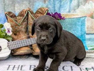 Labrador Retriever dogs Winston - Ad 6