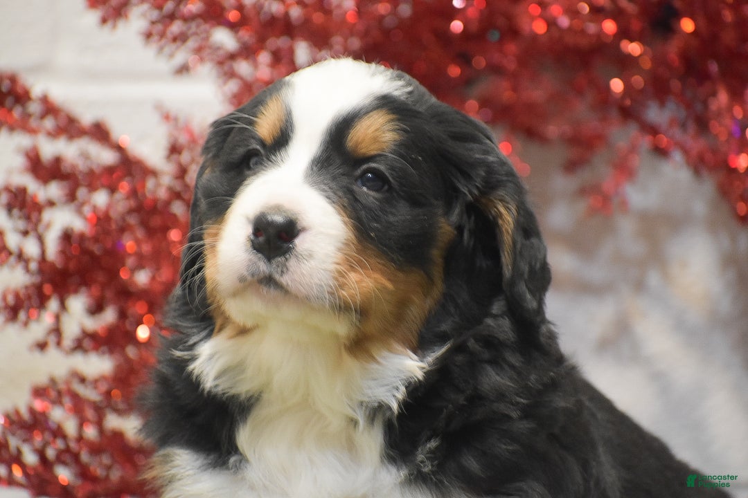 Bernese Mountain Dog dogs for sale: Caroline - Ad 5