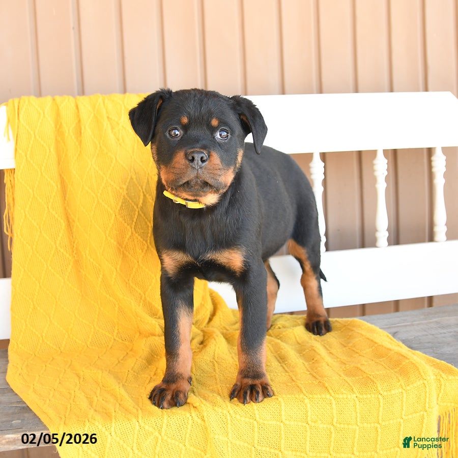 Rottweiler dogs Sadie - Ad 5