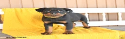 Rottweiler dogs for sale: Sadie - Ad 1
