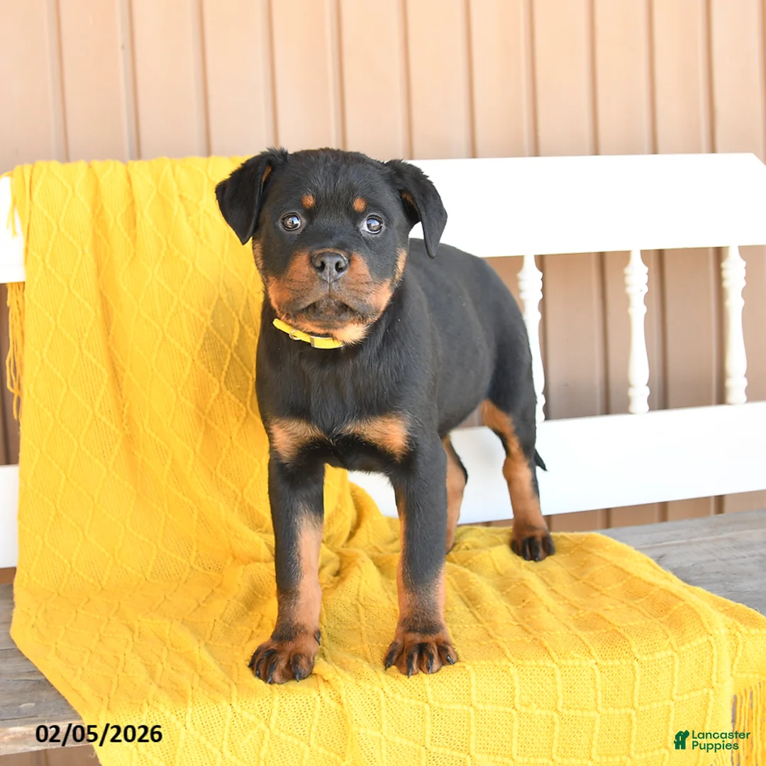 Rottweiler dogs for sale: Sadie - Ad 1