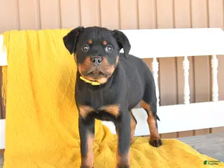 Rottweiler dogs Sadie - Ad 5