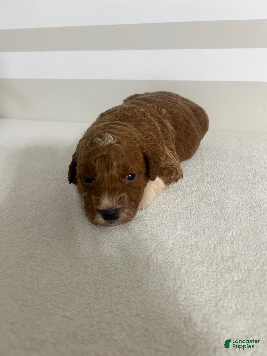 Mini Goldendoodle dogs for sale: Chad - Ad 4