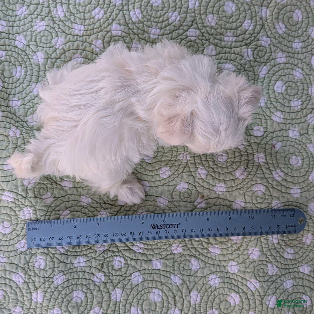 Maltese dogs for sale: Gibbous - Ad 5