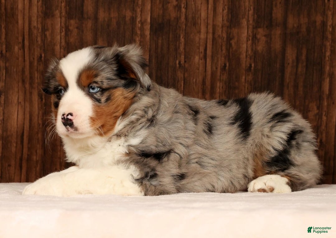 Miniature Australian Shepherd dogs for sale: Smokey - Ad 6