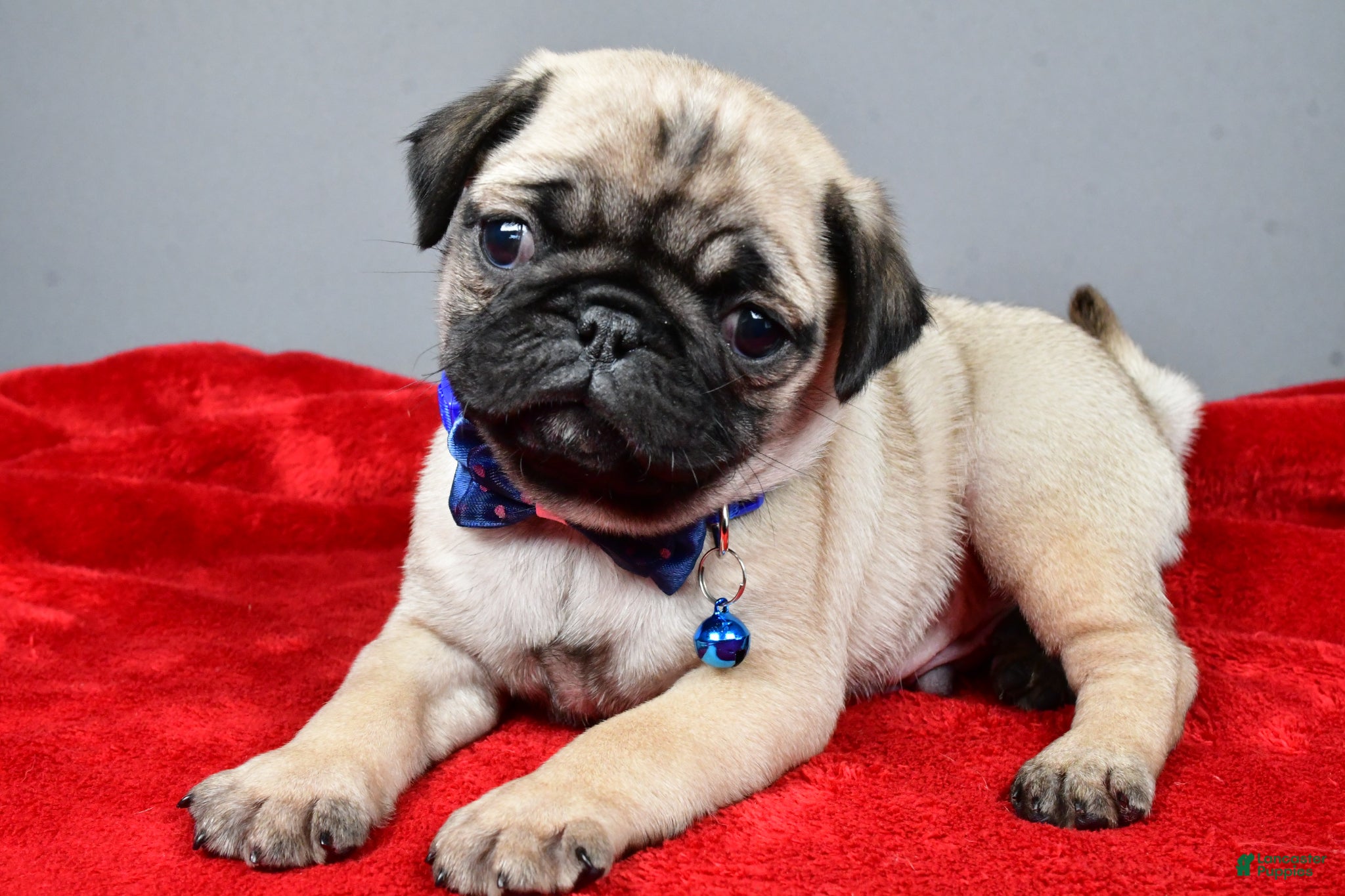 Pug dogs Fido - Ad 1