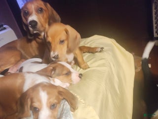 Mixed Breed dogs - Ad 31