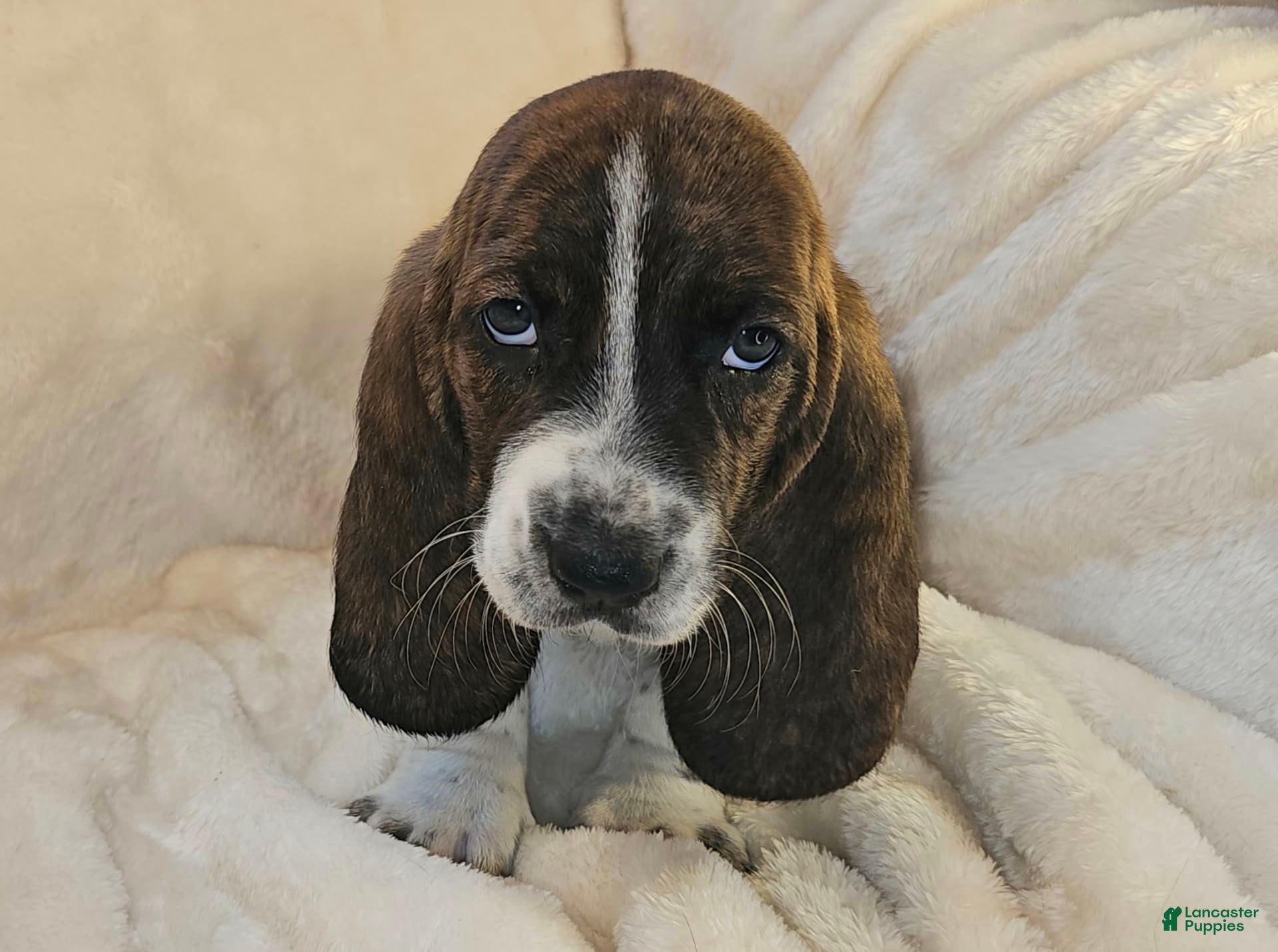 Adoption Basset Hound Mix Puppies For Sale Sale Basset Hound Mix