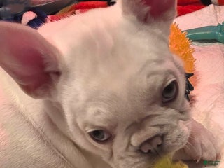 French Bulldog dogs - Ad 14