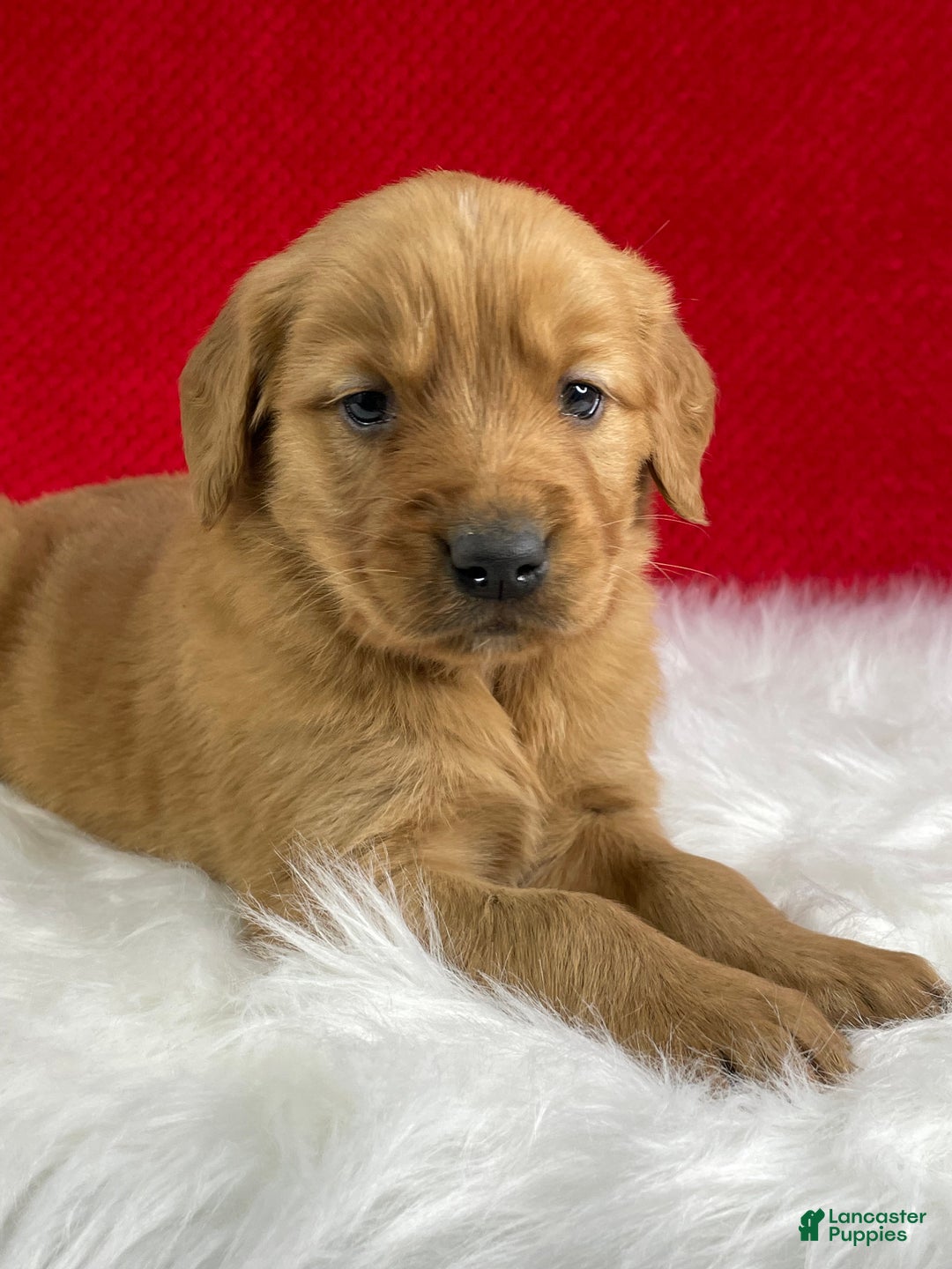 Golden Retriever dogs for sale: Nick - Ad 1