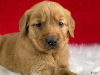Golden Retriever dogs Nick - Ad 32