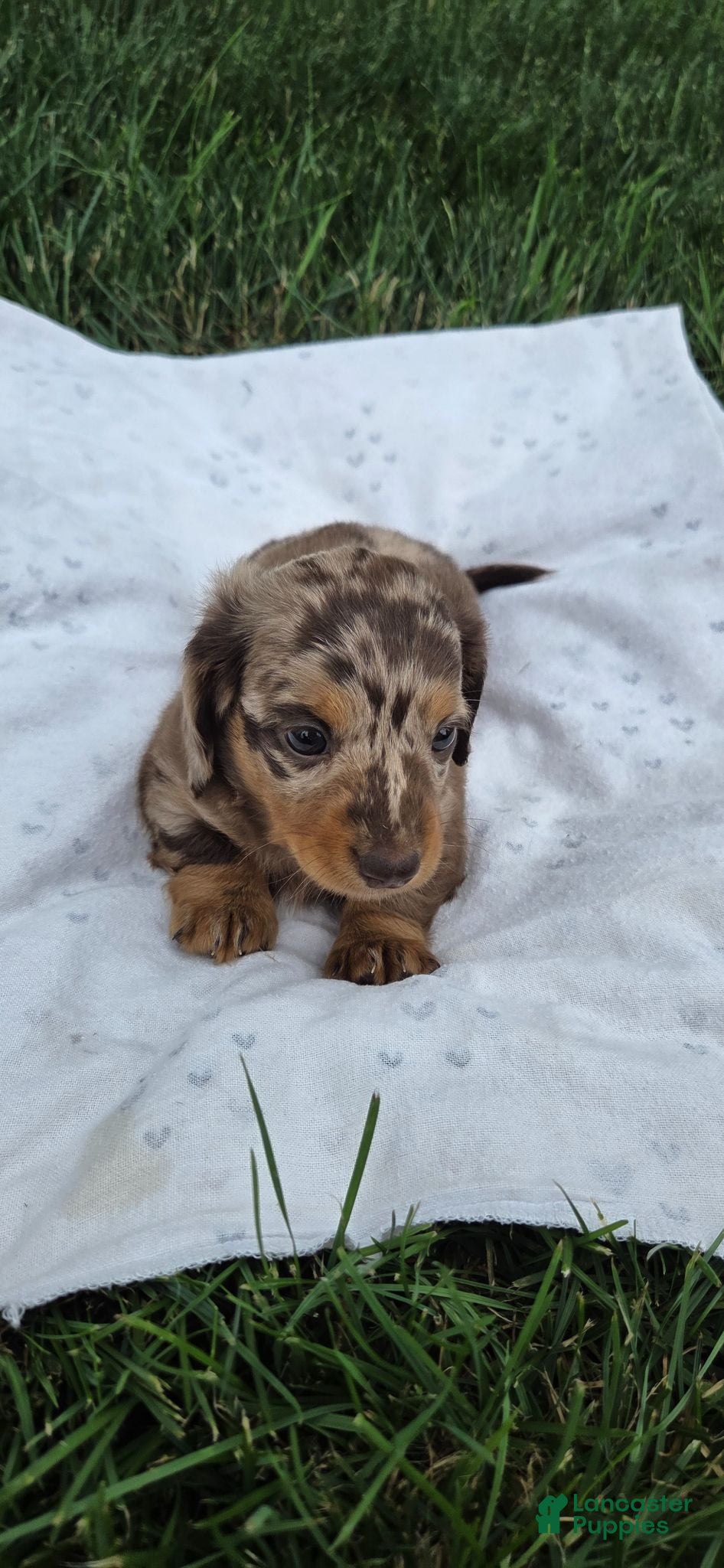 Miniature Dachshund dogs Cedar - Ad 2