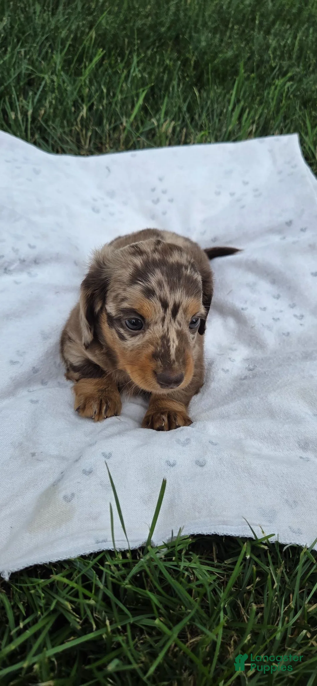 Miniature Dachshund dogs for sale: Cedar - Ad 2