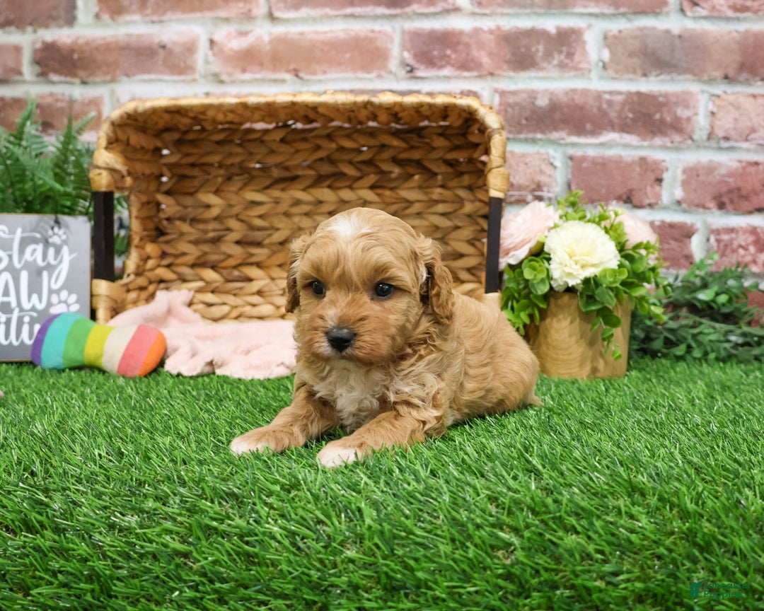 Mini Goldendoodle dogs for sale: Fettuccine  - Ad 4