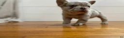 French Bulldog dogs for sale: Bingo - Ad 5