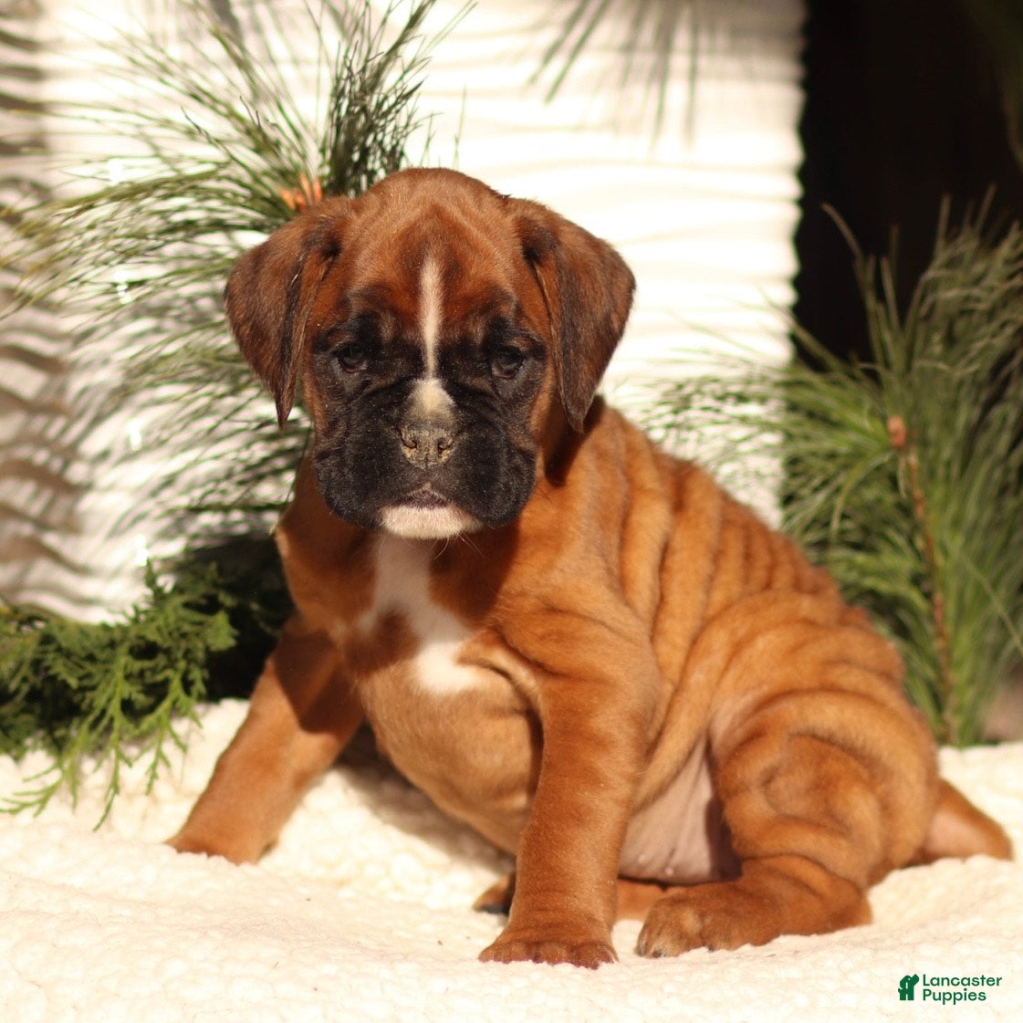 Boxer dogs Alice - Ad 26