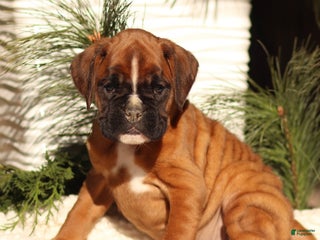 Boxer dogs Alice - Ad 26