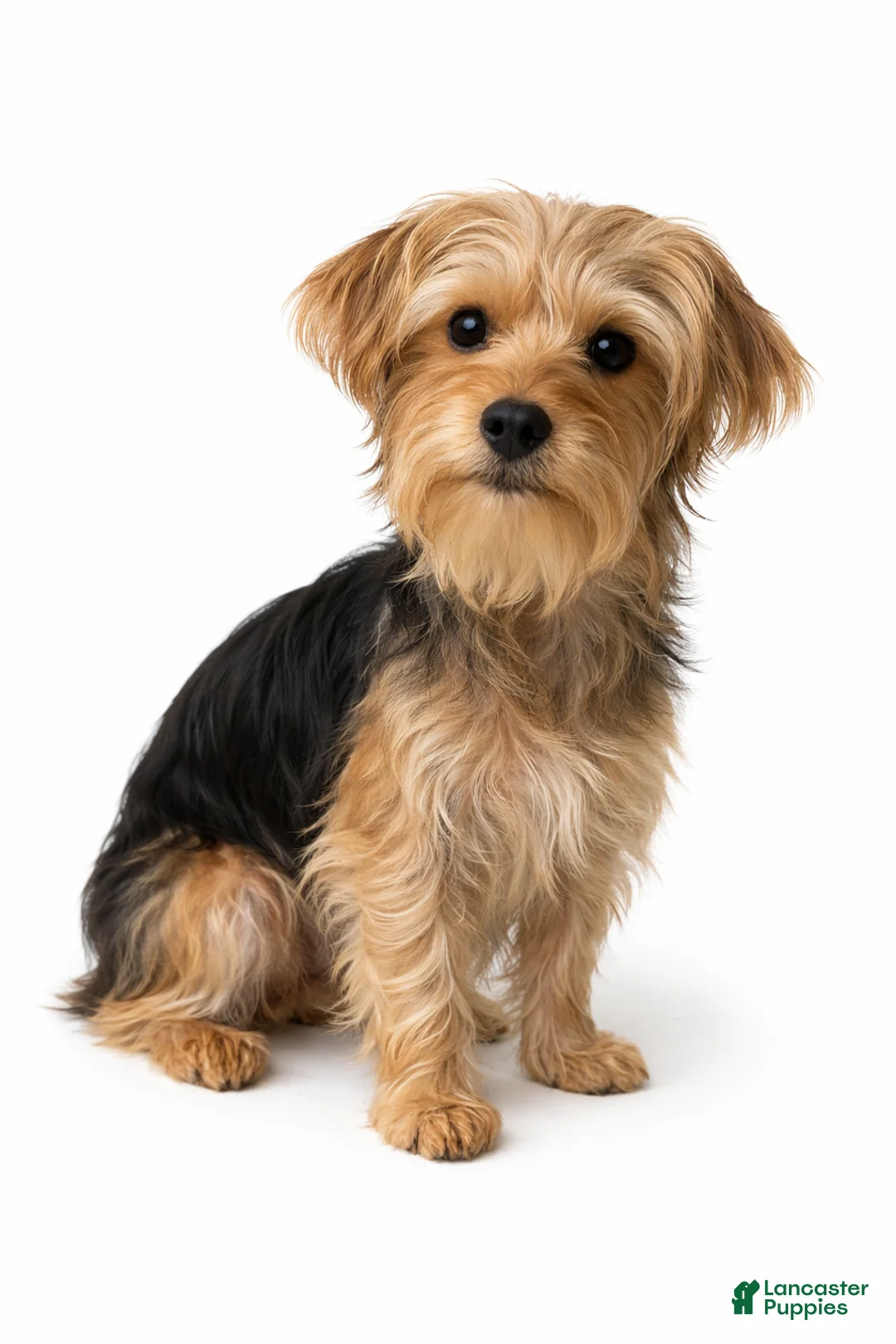 Morkie dogs for sale: Duke - Ad 1