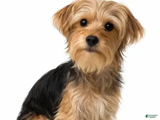 Morkie dogs Duke - Ad 25
