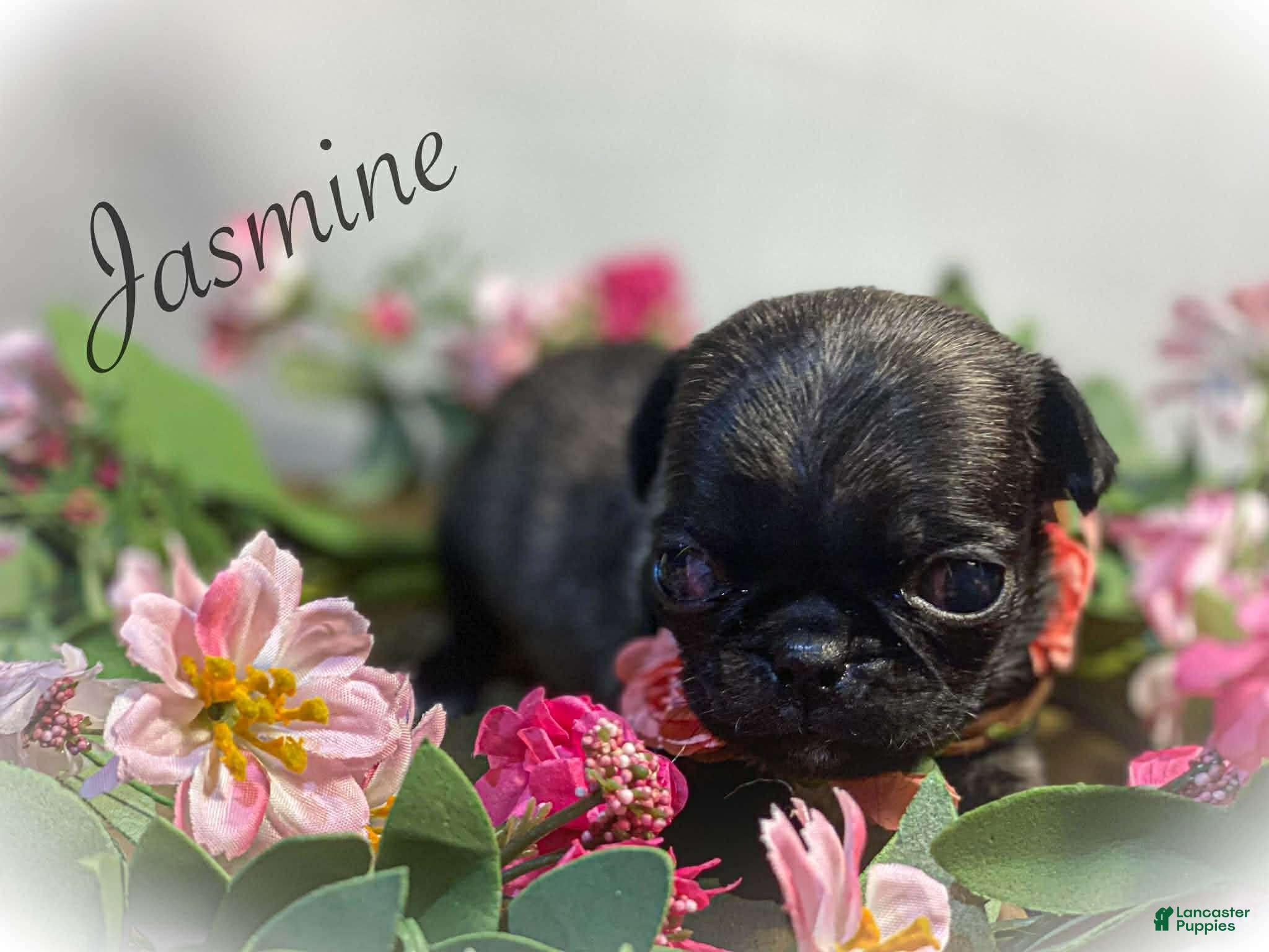 Pug dogs Jasmine - Ad 2