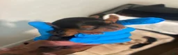 Yorkshire Terrier dogs for sale: Yorkshire Terrier Puppy 1 - Ad 1