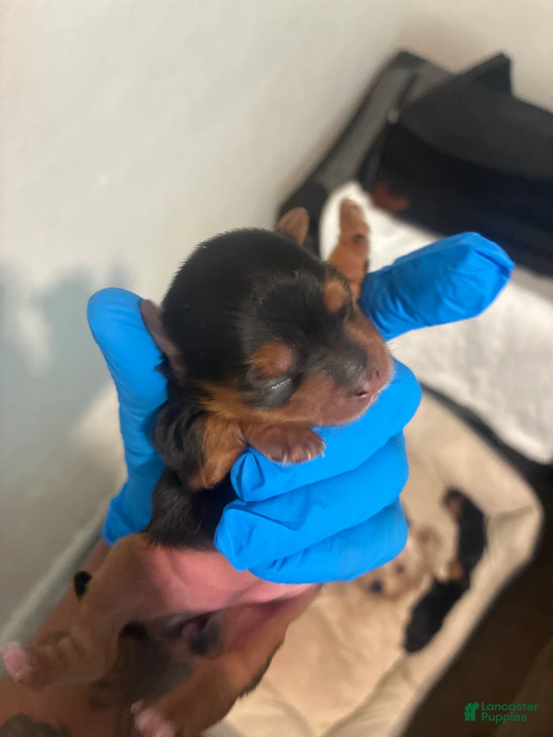 Yorkshire Terrier dogs for sale: Yorkshire Terrier Puppy 1 - Ad 1