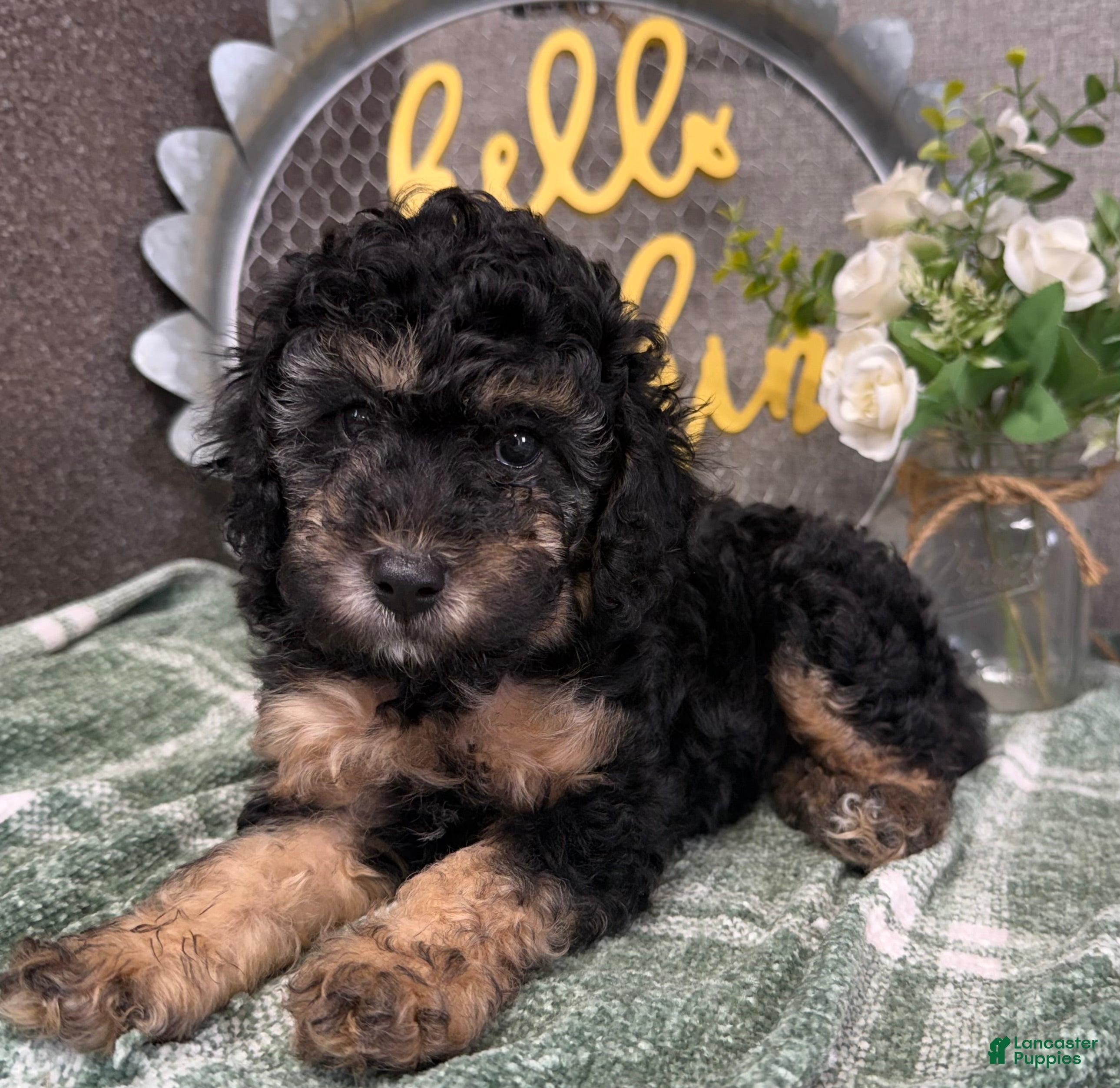 Miniature Poodle dogs Raleigh - Ad 39
