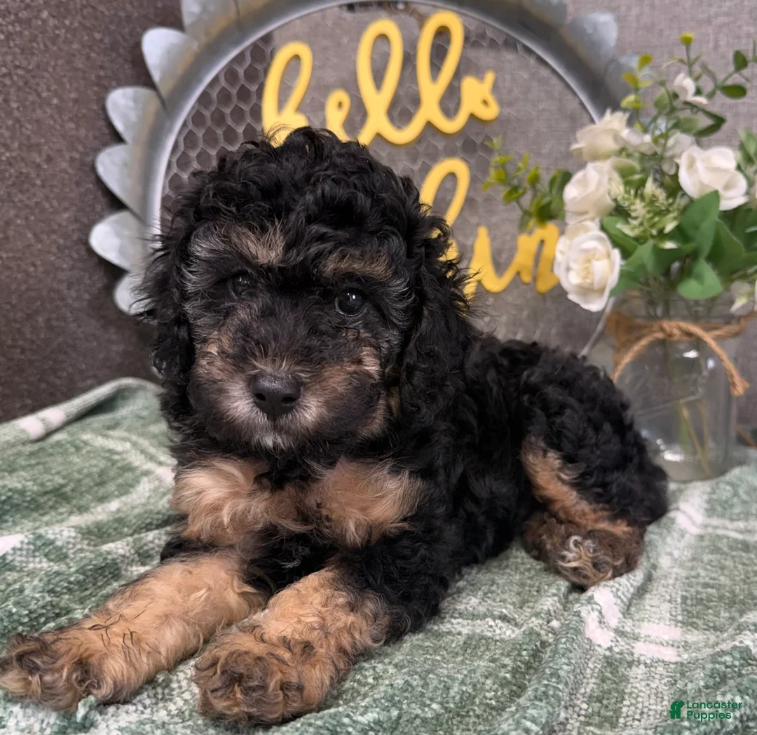 Miniature Poodle dogs for sale: Raleigh - Ad 1