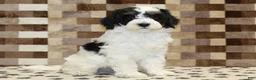 Mini Bernedoodle dogs for sale: Louie - Ad 1