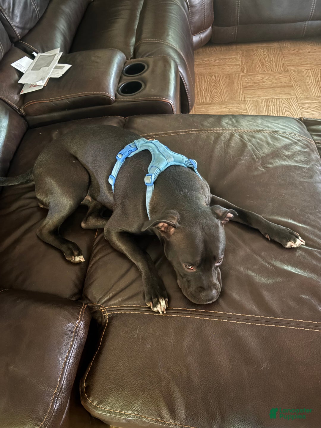 Mixed Breed dogs for sale: Mixed Breed Puppy 9 - Ad 3