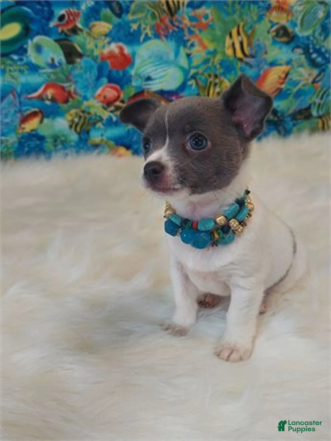 Chihuahua dogs for sale: Chihuahua Puppy 1 - Ad 2