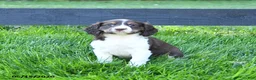 English Springer Spaniel dogs for sale: Gracie - Ad 3