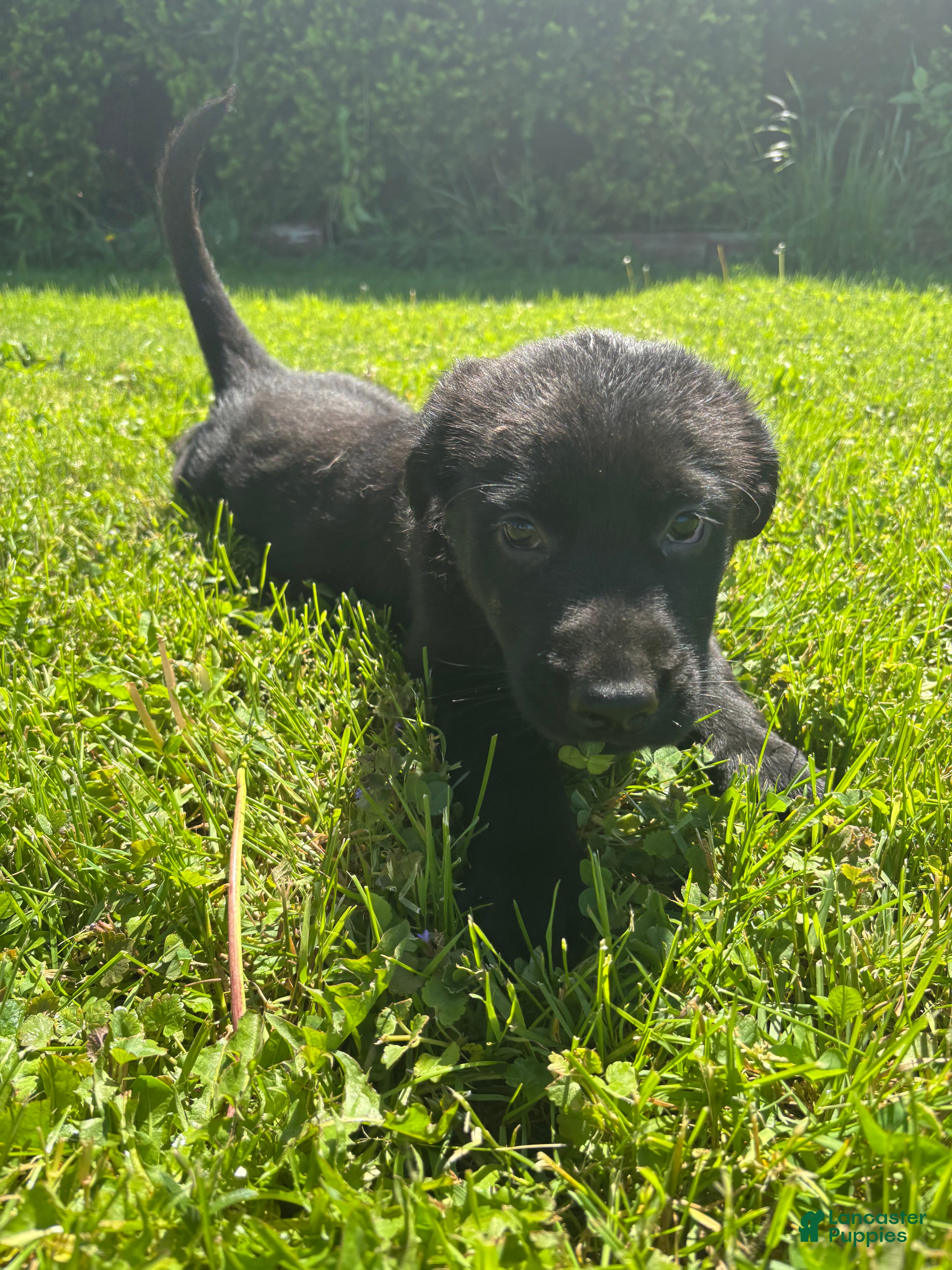 Sheprador dogs Blossom - Ad 4