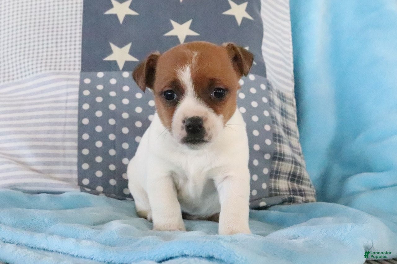 Jack Russell Terrier dogs Stephanie - Ad 9