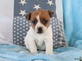 Jack Russell Terrier dogs Stephanie - Ad 33