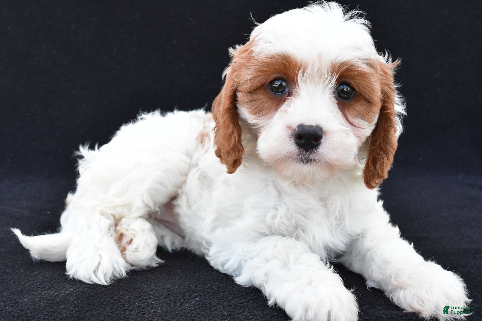 Cavapoo dogs Lilac - Ad 2
