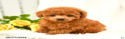 Toy Poodle dogs for sale: Travis - Ad 5