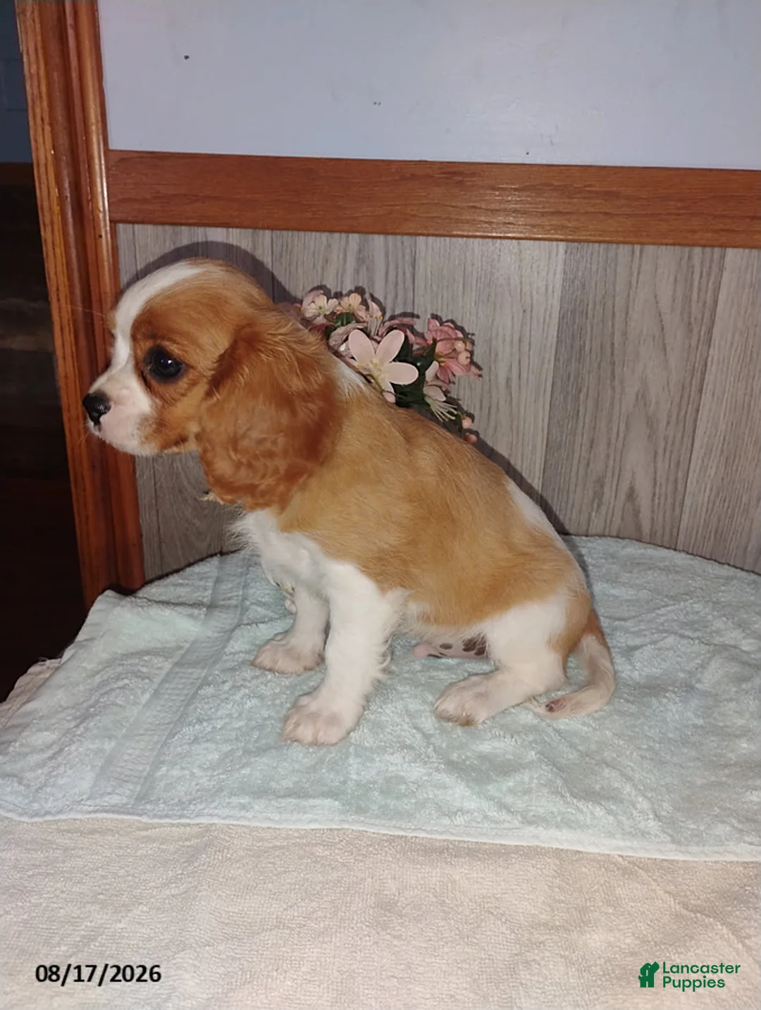 Cavalier King Charles Spaniel dogs for sale: Charlie - Ad 5