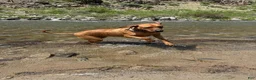 Rhodesian Ridgeback dogs for sale: Rhodesian Ridgeback 7 - Ad 2
